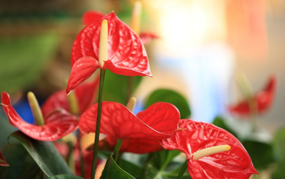 Антуриум, или мужское счастье, цветет очень красиво, при этом не требуя большого количества света