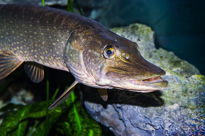 Фото из интернета