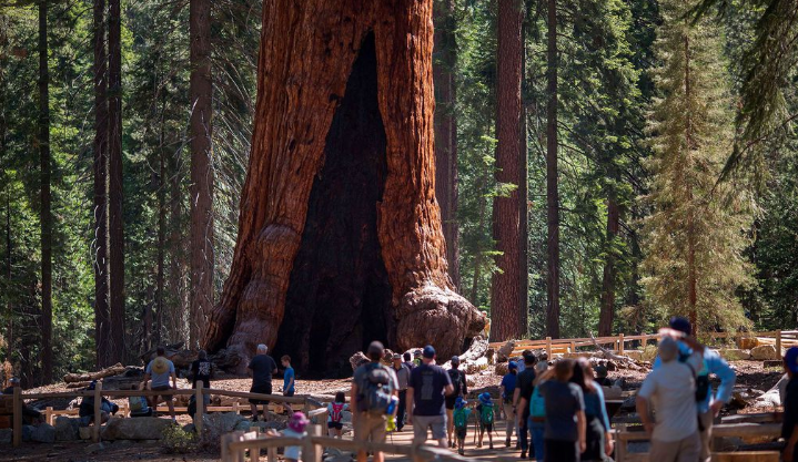Дерево в роще Гигантских секвой