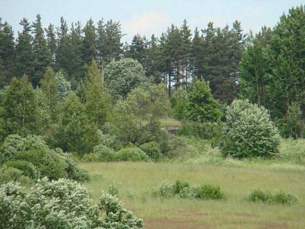 Пулеметный полукапонир № 236 до расчистки. Вы видите ДОТ? А он есть.