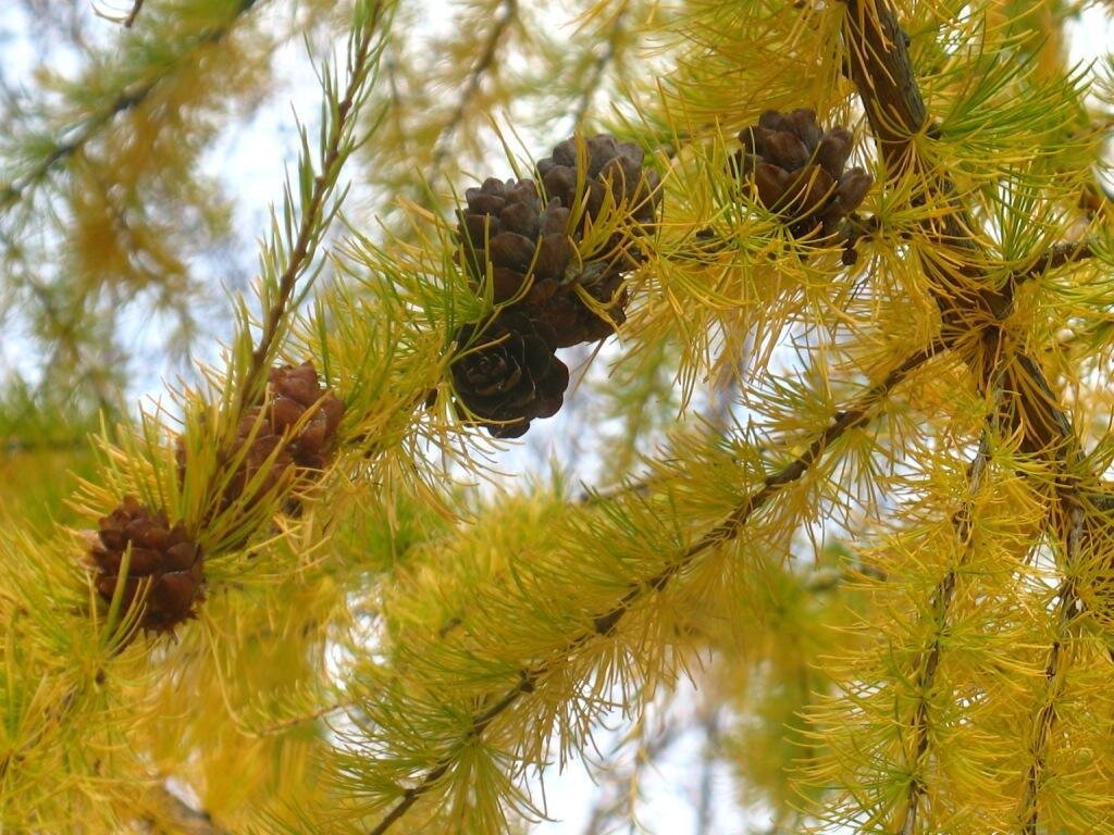 Желтые краски