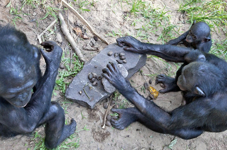 Шимпанзе: Восхождение нового разумного вида больше нельзя отрицать | Книга  животных | Дзен