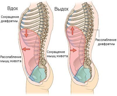 Диафрагмальное дыхание, то, как мы должны дышать в повседневной жизни.