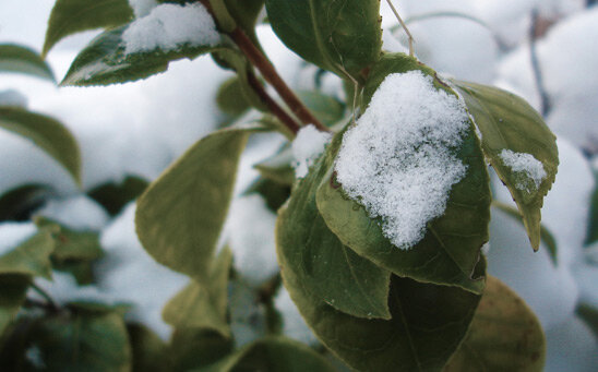 Листья не пожелтели и не опали.