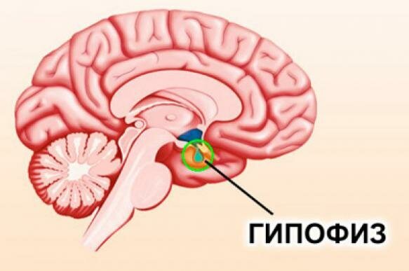 Гипофиз на картинке