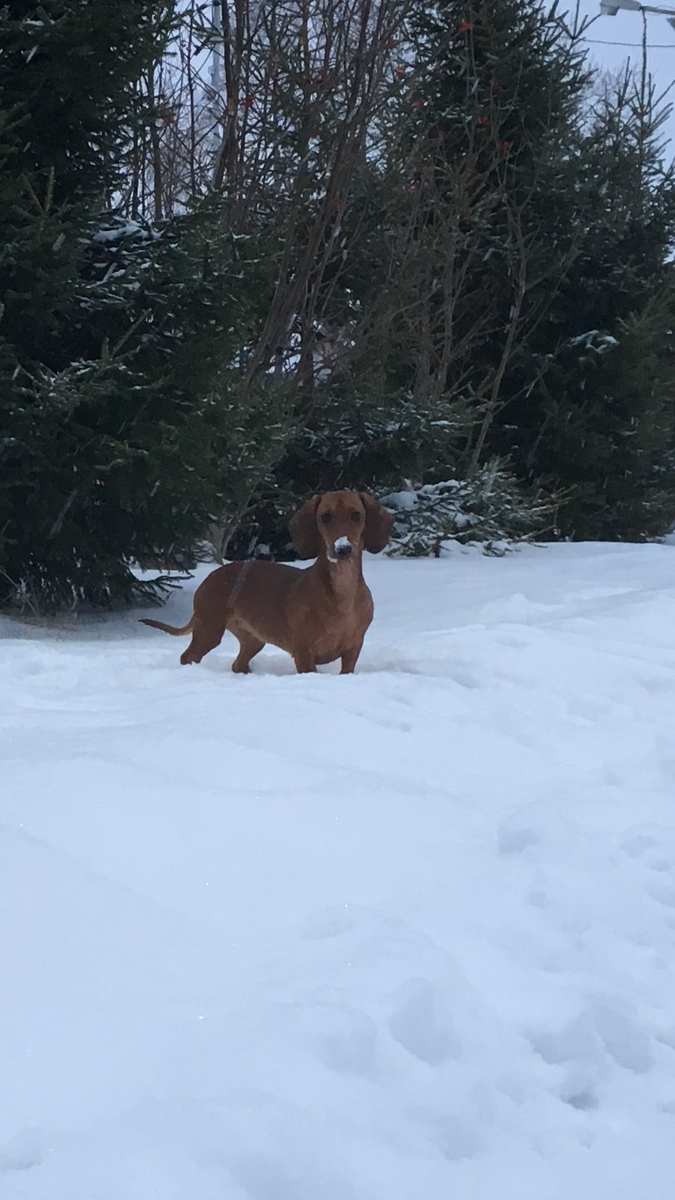Овнам таксы и шиншиллы, а для Близнецов, главное, чёрная масть, Козерогам - говорящий попугай.  
