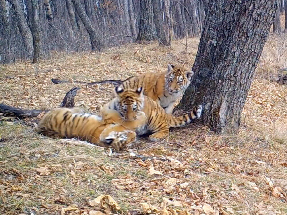 Фото с сайта leopard-land.ru 