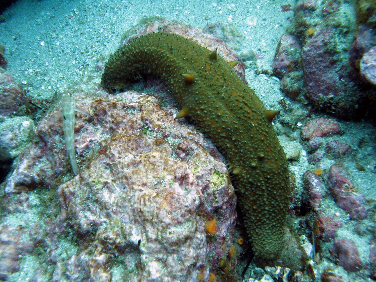 Как выглядит морской огурец фото