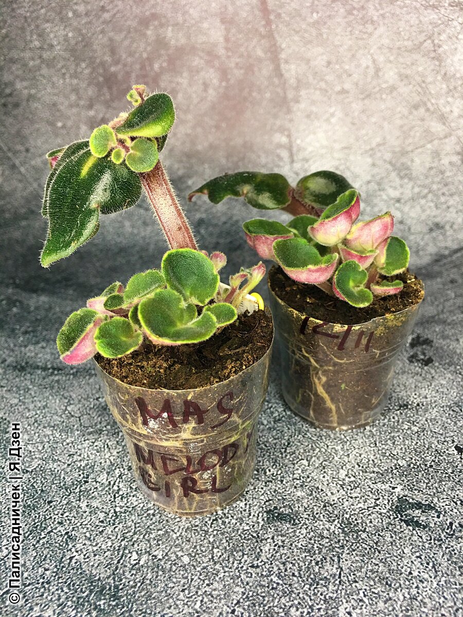 И это только первые два листочка-родителя...