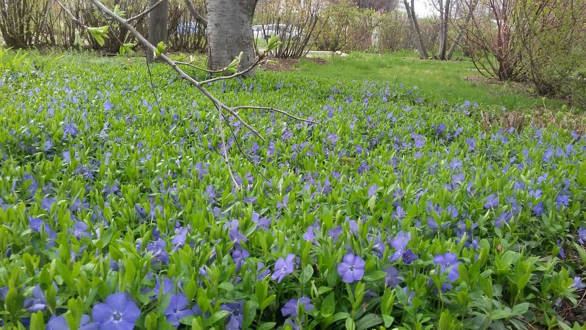 Барвинок. Фото из архива автора.