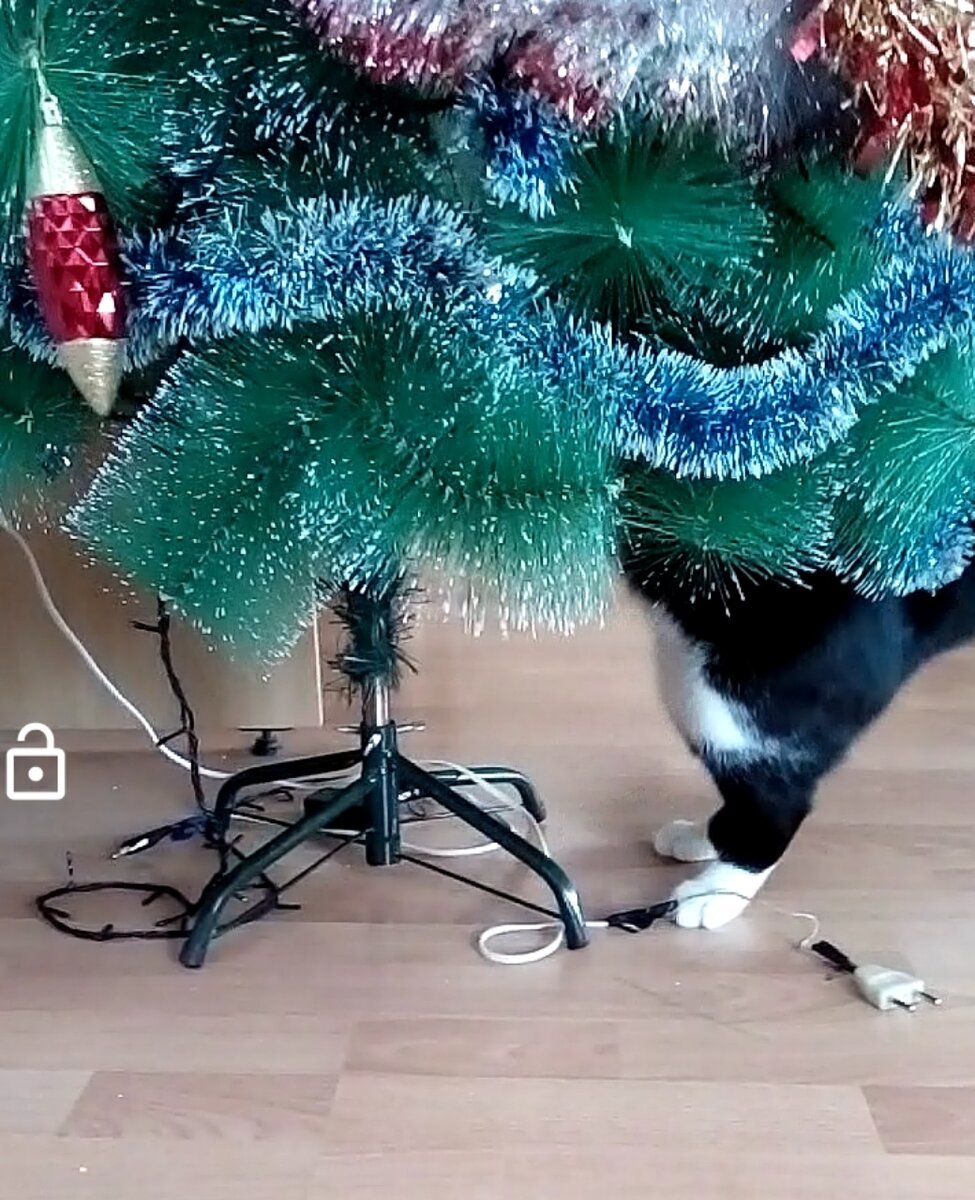 Фото автора. Кот изучает ёлку.