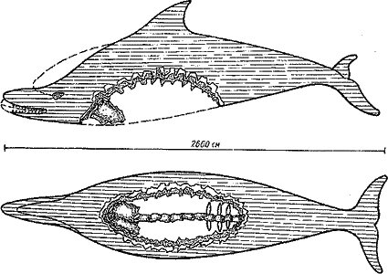 Укушенная афалина