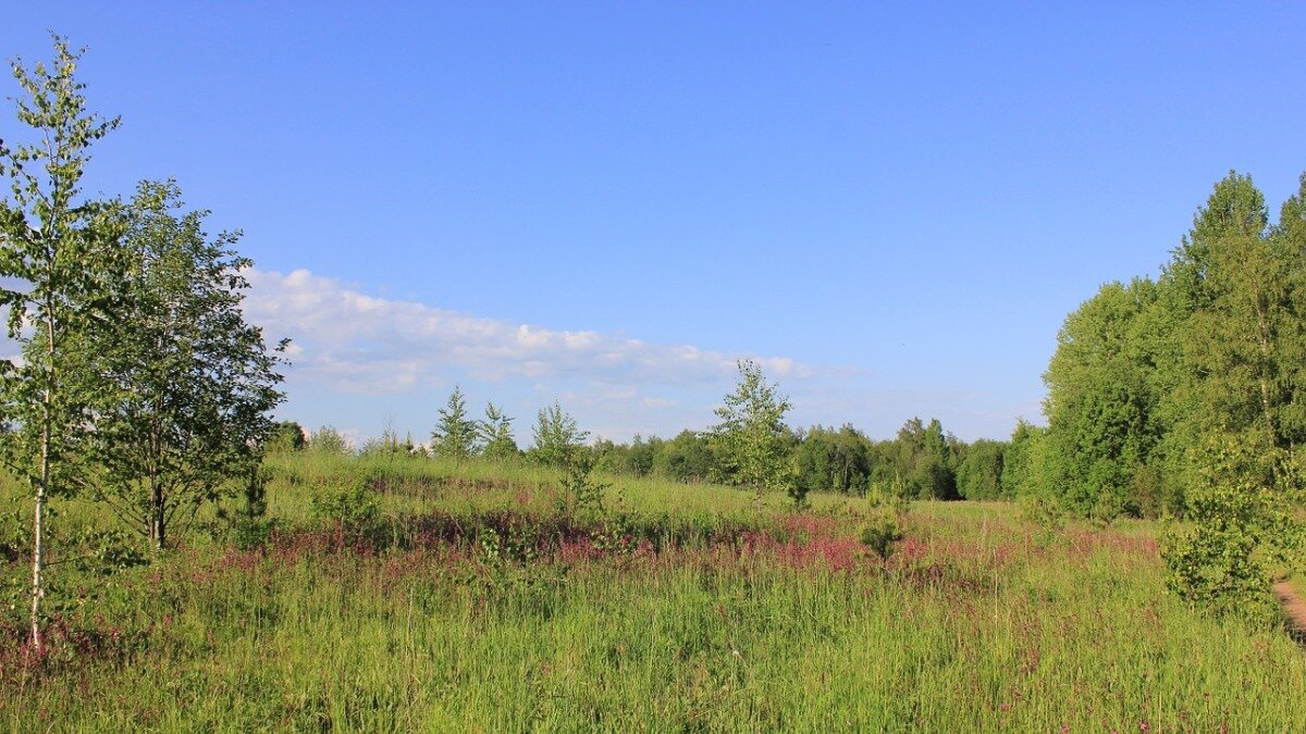 Фото:pixabay.com
Заброшенный участок земли сельскохозяйственного назначения