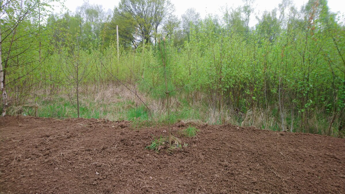 сосна совсем ещё юная, но уже радует глаз :)