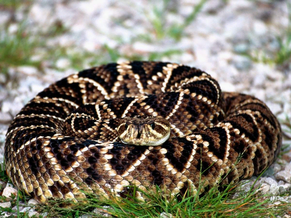 Ромбический гремучник - одна из самых ядовитых змей Северной Америки.