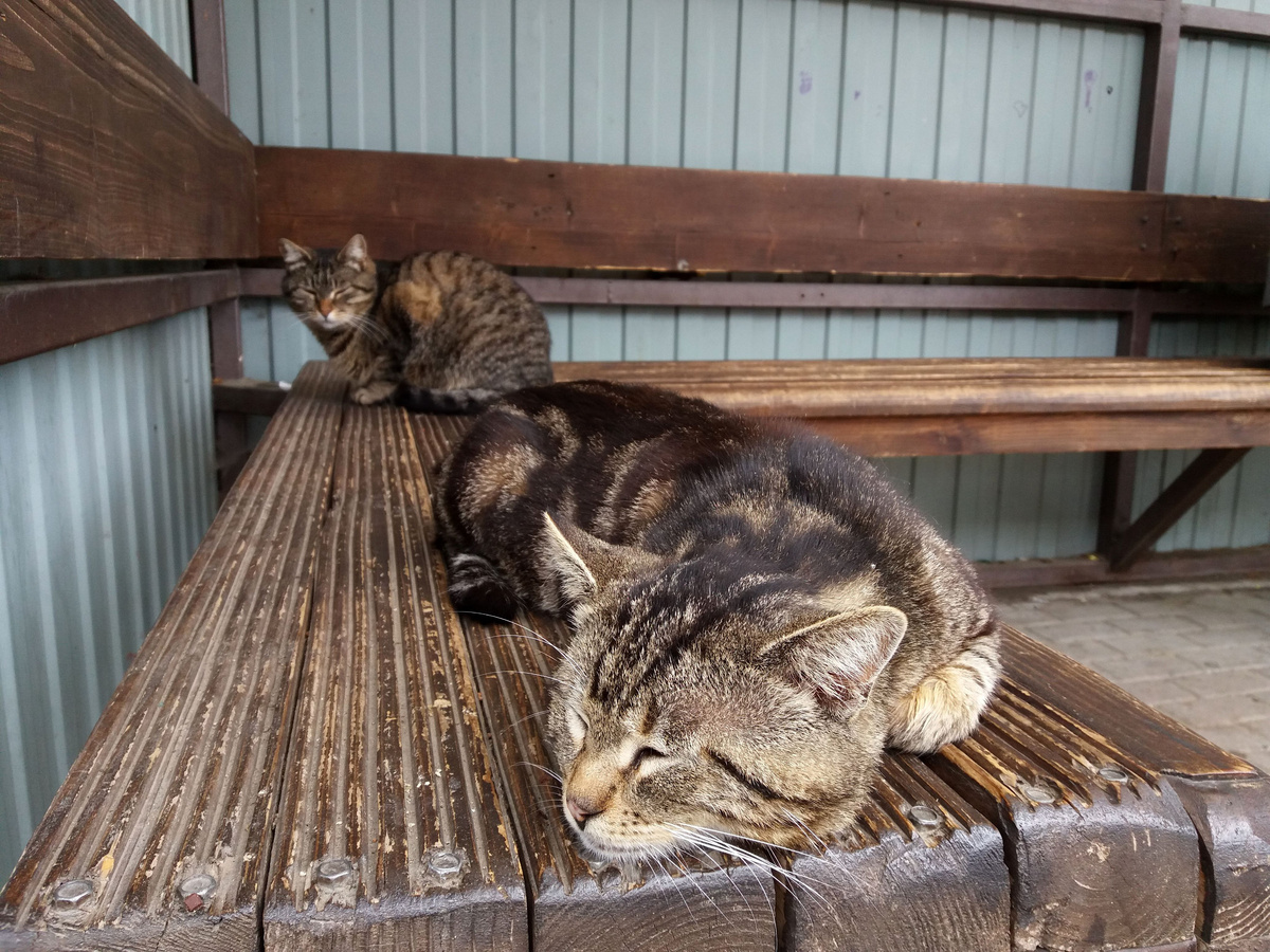 Дом этих котов - остановка.