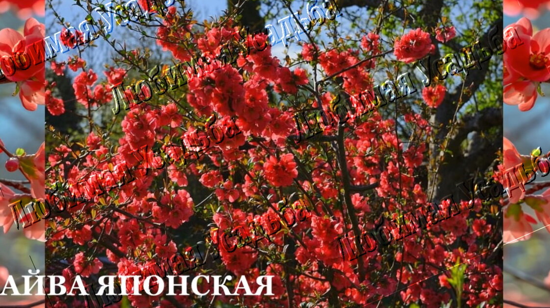 Виды декоративных деревьев и кустарников для сада на Урале