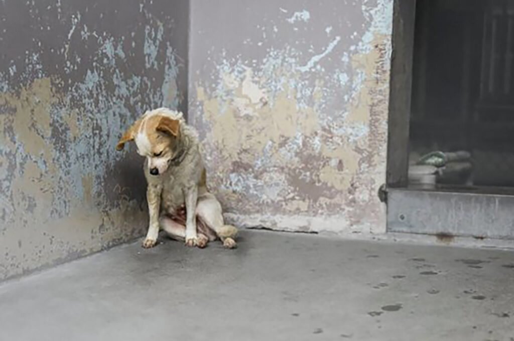 История случая и реакция собак на вторжение