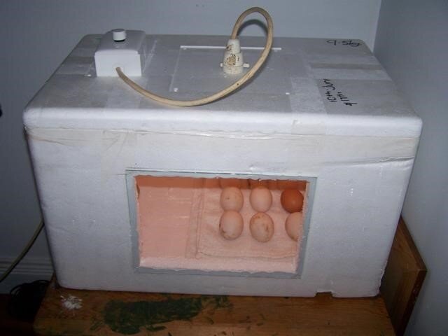Инкубатор для яиц автоматический И купить в Москве
