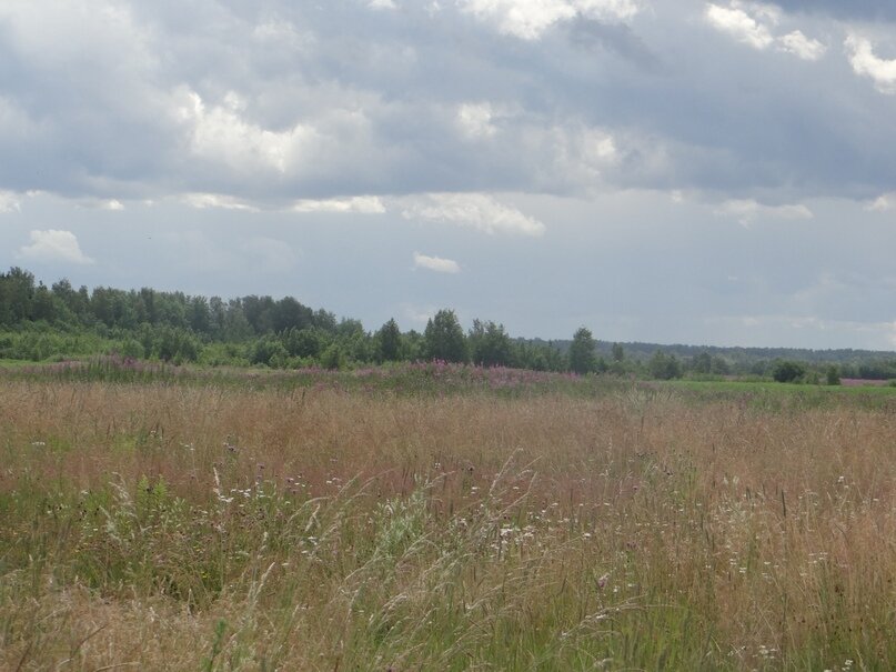 Прогулки в полях