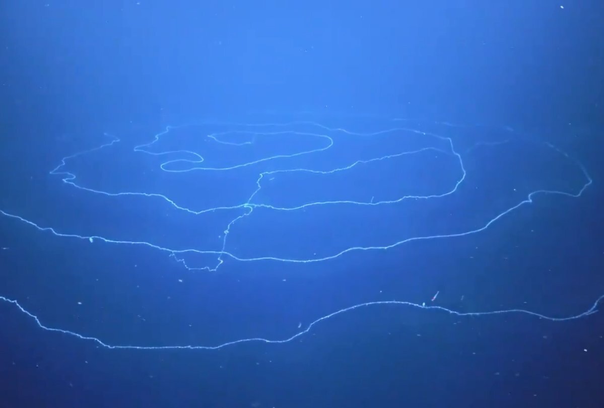 Будто ниточка, 48-ми метровая. Источник: Schmidt Ocean Institute (чьи исследователи и обнаружили сие существо).