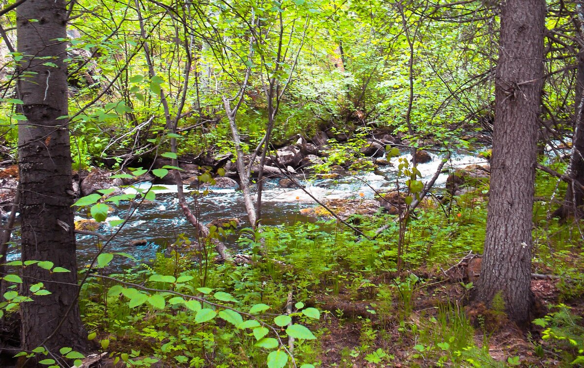 Таёжная речушка. Фото автора.