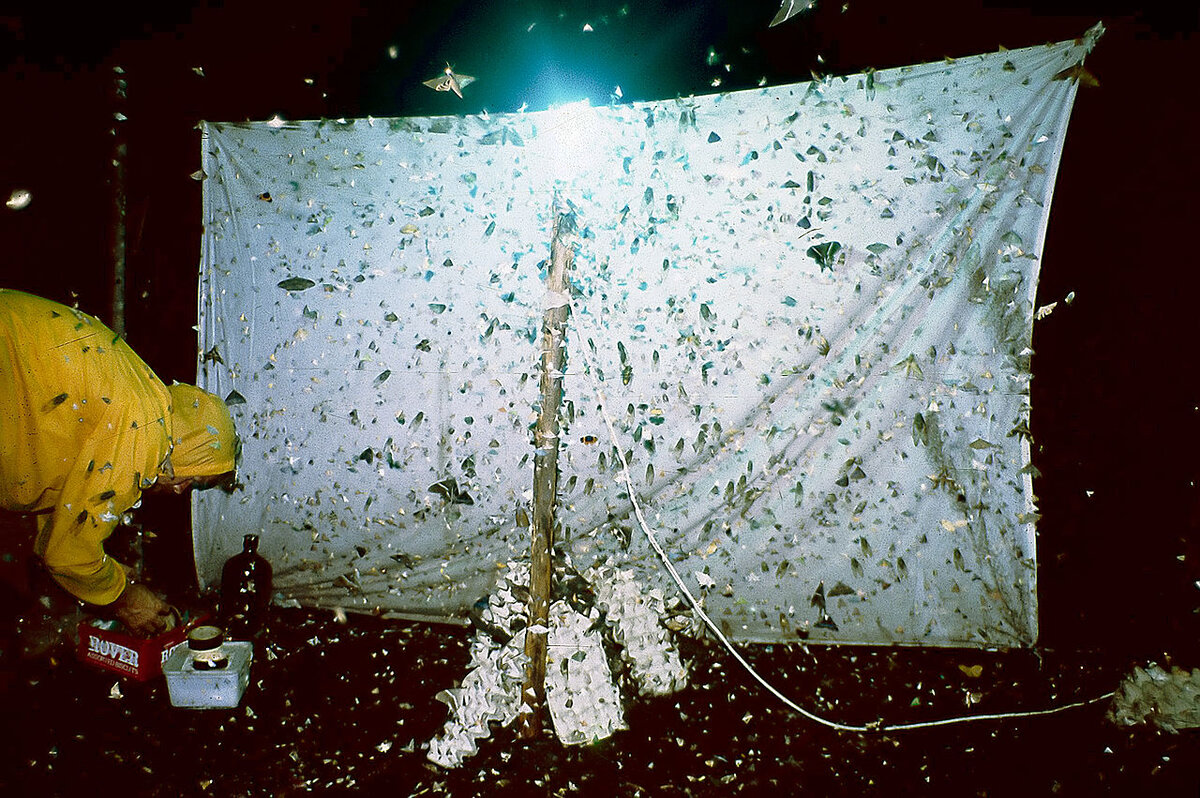 Походу мотыля на наживку собирают.