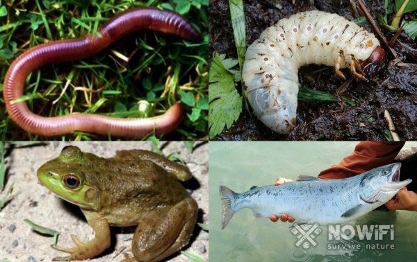 Основные источники белка в лесу 