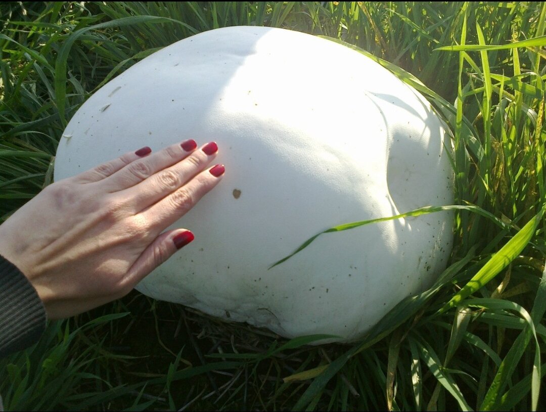 Моя рука на фоне великана 