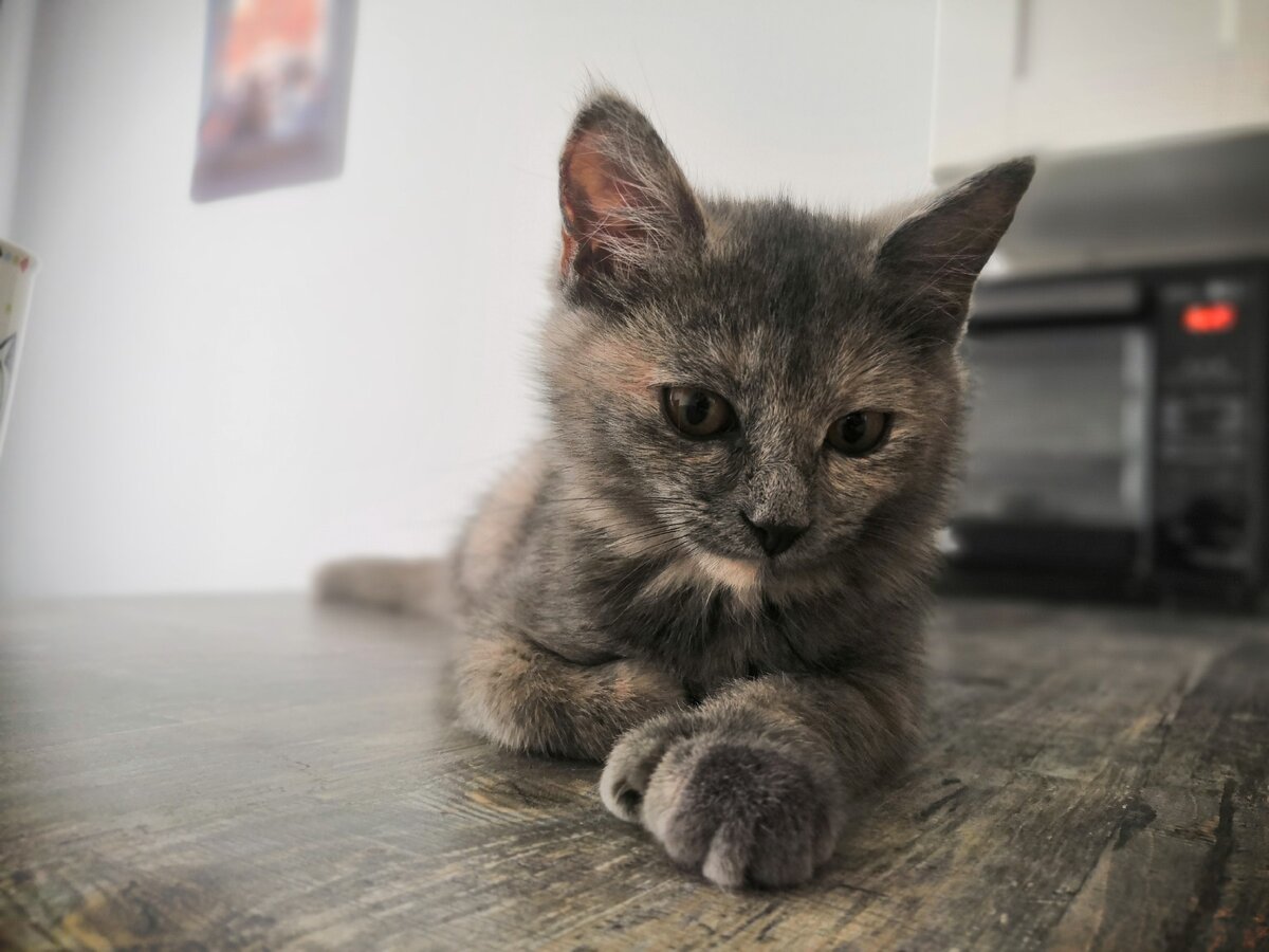 Солевой котик. Соленые кошки. Коты едят соль. Кошке можно соль. Рыжий кот с высунутым языком.