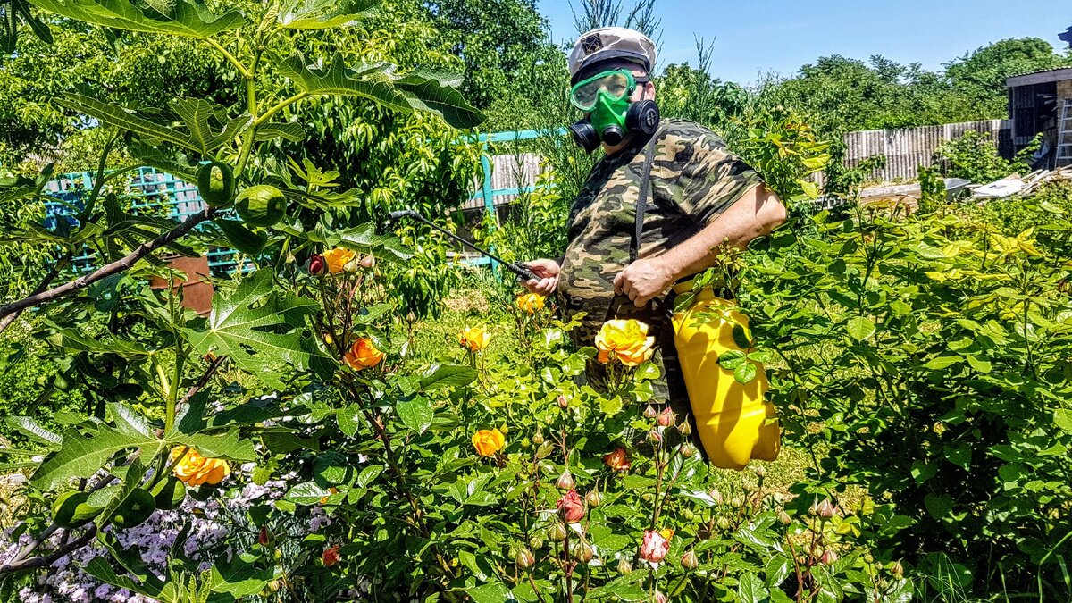 Гусеницы съели весь самшит на городских улицах и добрались до нас. Но мы нашли решение