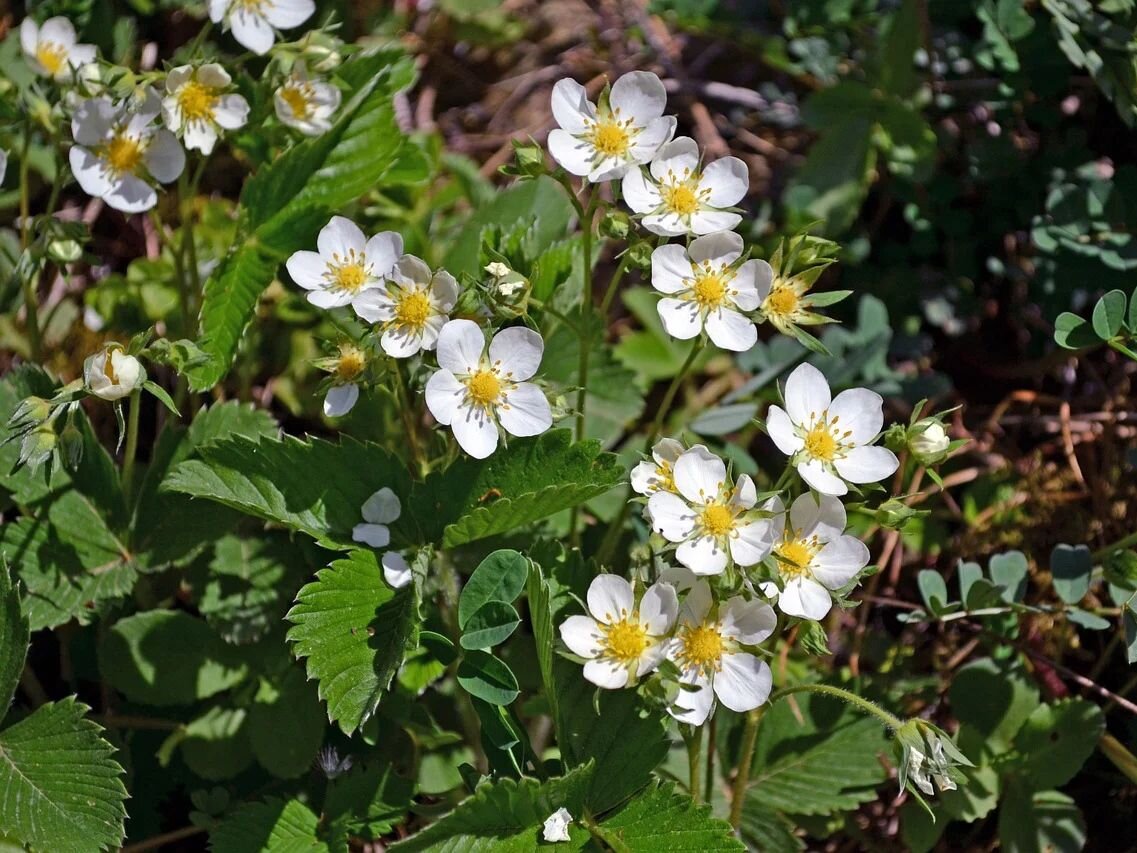 Фото: pixabay.com