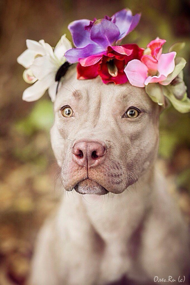 Собаки/всё о собаках
https://t.me/dogsare