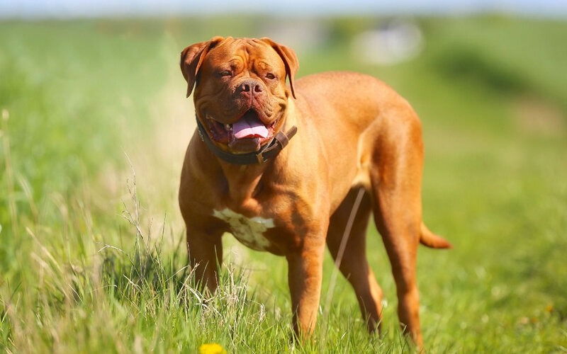 Из сотен пород собак лишь некоторые имеют право называться «гигантскими». Фото Mikkel Bigandt/Adobe