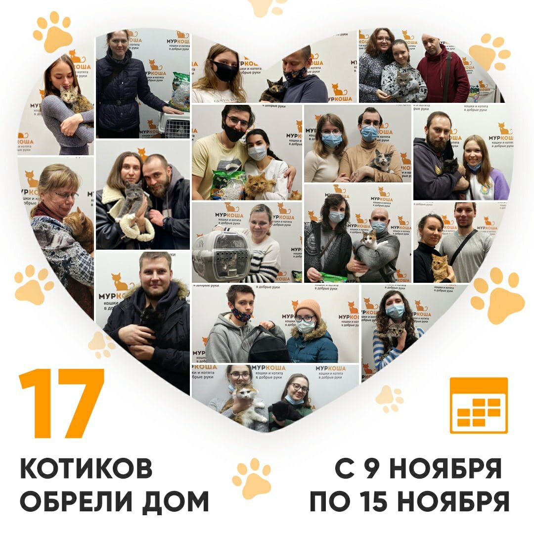 📣🤩 За прошедшую неделю 17 котиков стали домашними и любимыми!  👨‍👩‍👧‍👦🏠😻🥳 | Центр помощи кошкам «Муркоша» | Дзен