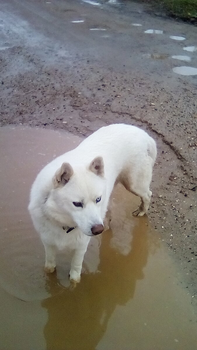 Это Байкал. Посреди лужи стоит.