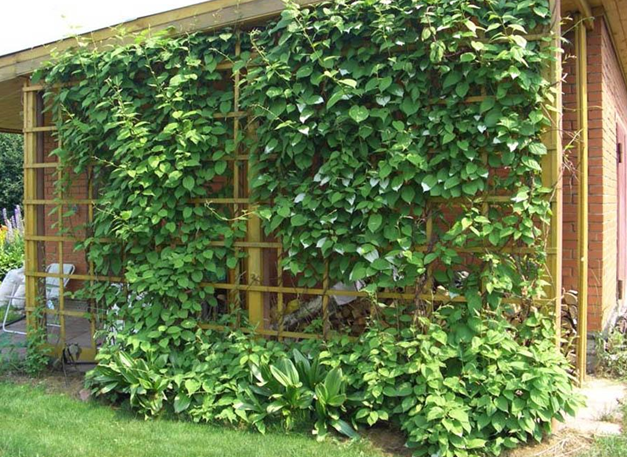 На шпалере лимонник растет свободно, хорошо освещаясь солнцем. Фото с сайта: agrostory.com