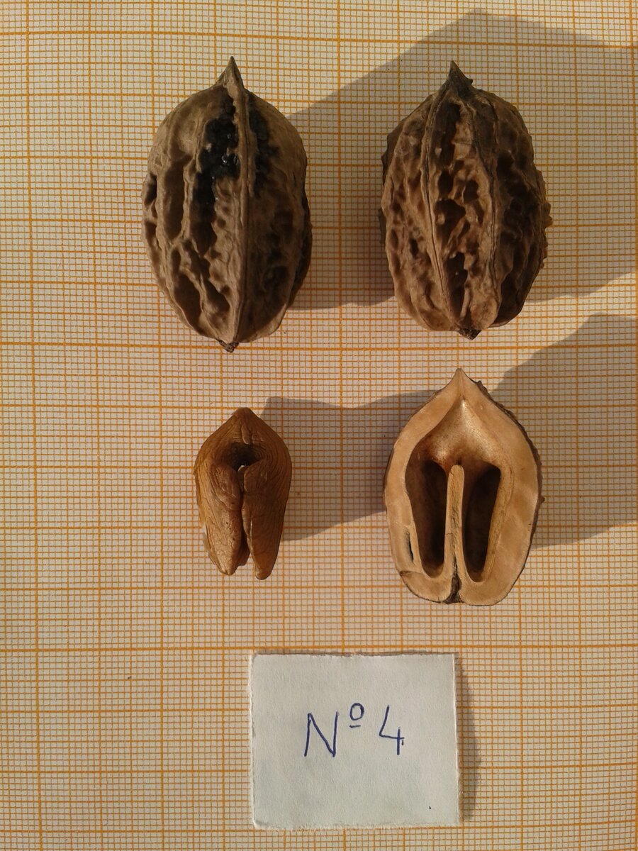 Фото 3  Форма №4