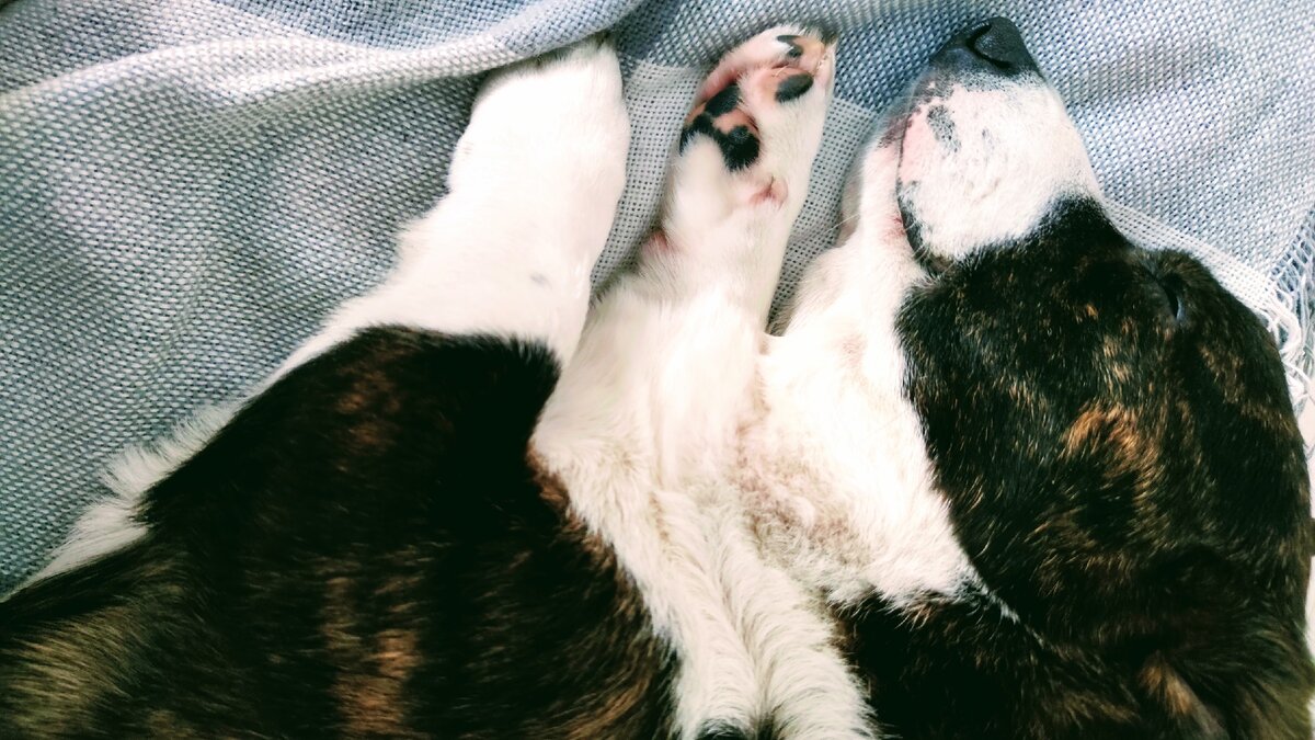 Эти маленькие ножки помогали корги выживать