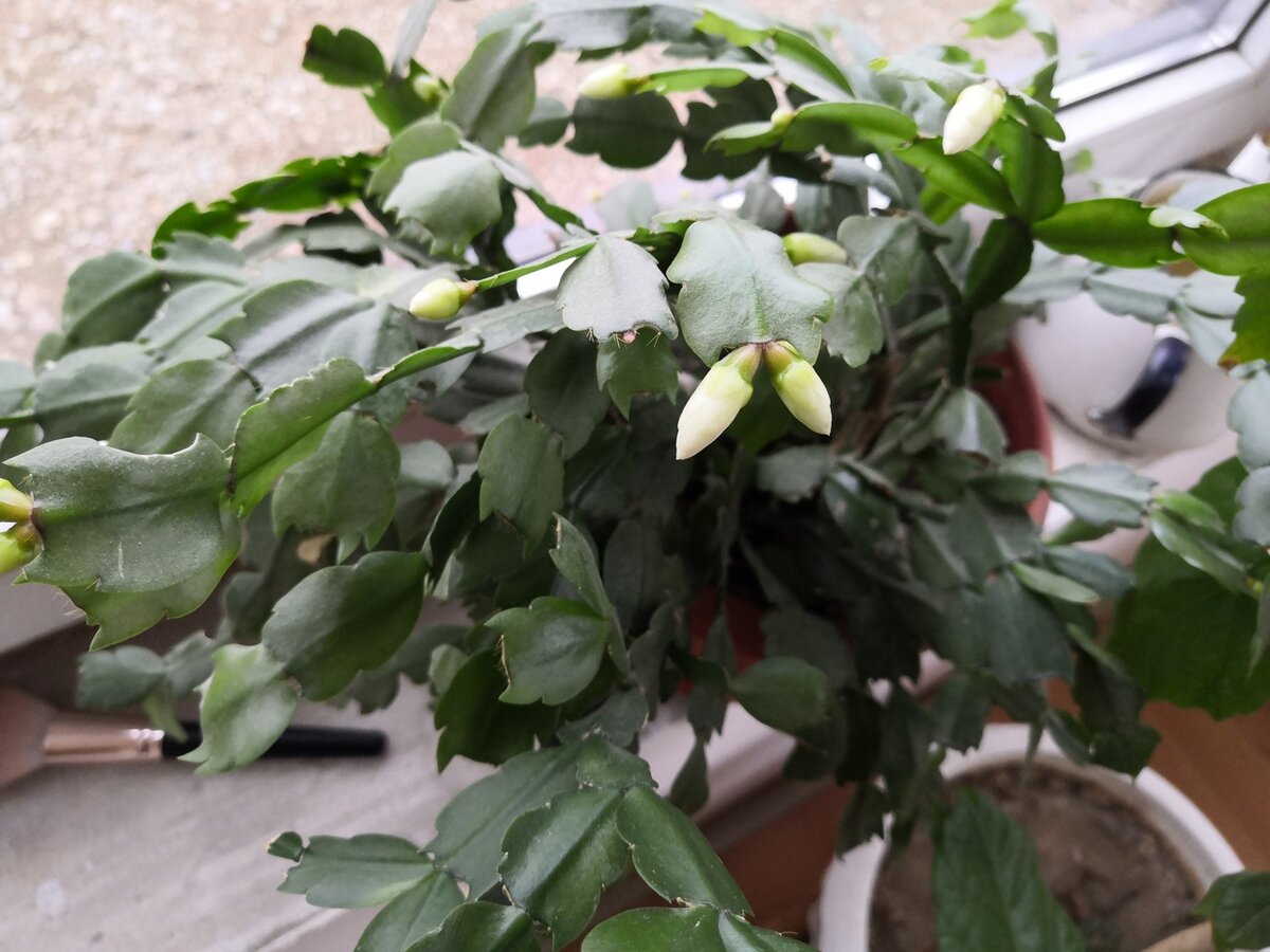 декабрист в бутонах