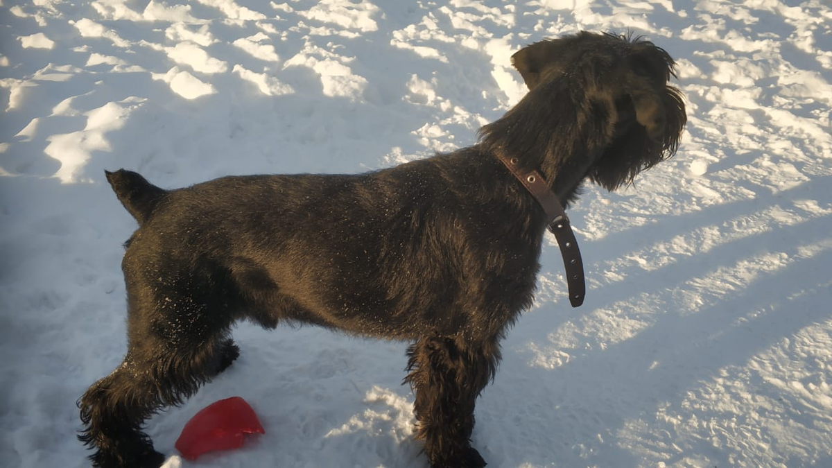 Моя собака с купированным хвостом)