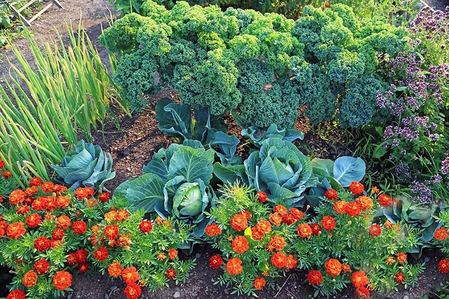 Цветущий огород, или Сожительство овощей и цветов на грядке