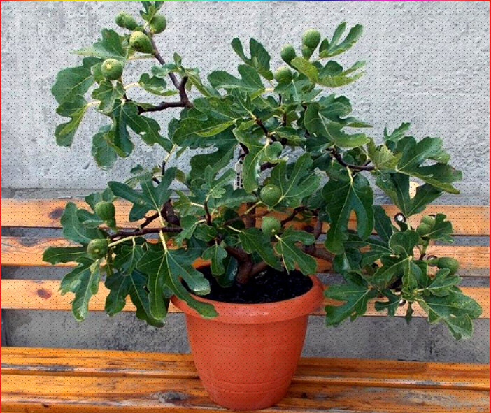 Очень красиво смотрится когда маленькое деревце дает плоды. А сколько радости это приносит:)