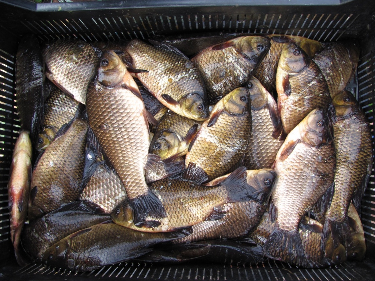 В прошлом году проверяли сетушки, пока вытаскивал устали руки!