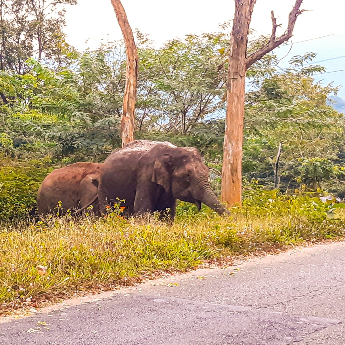 Ехали по дороге и встретили их 