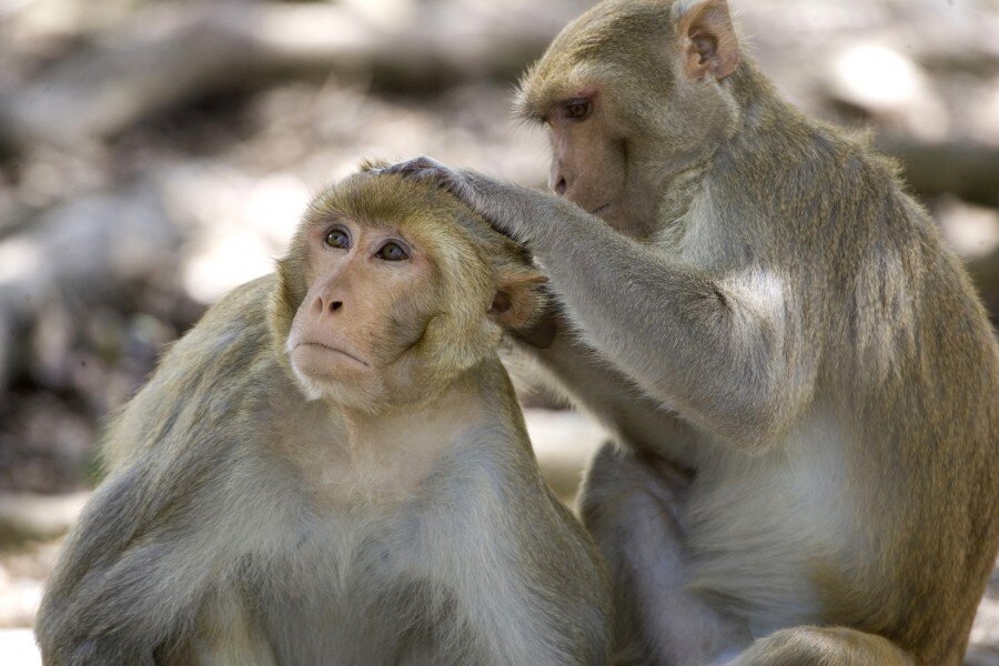 Милаши🐒