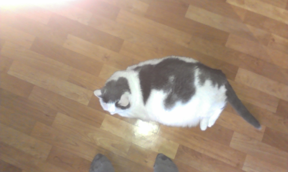 Наша  приёмная кошка Лиса