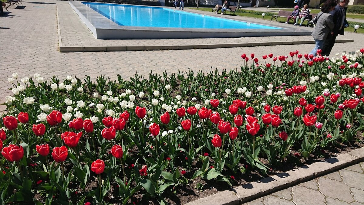 Тюльпаны в белгороде фото