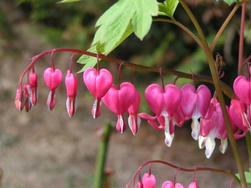 Какие милые сердечки