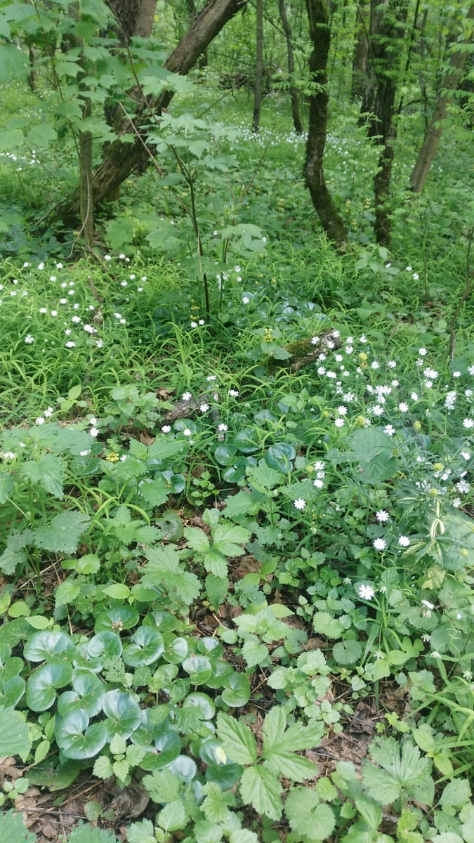 Лосиный остров, Москва, 22 мая 2021